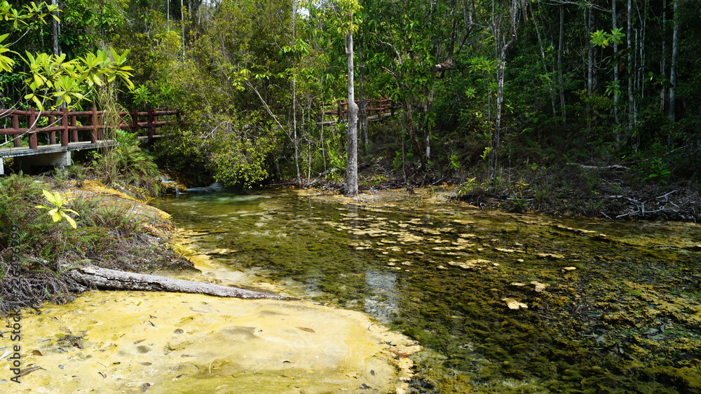 Obraz premium welcome to jungle