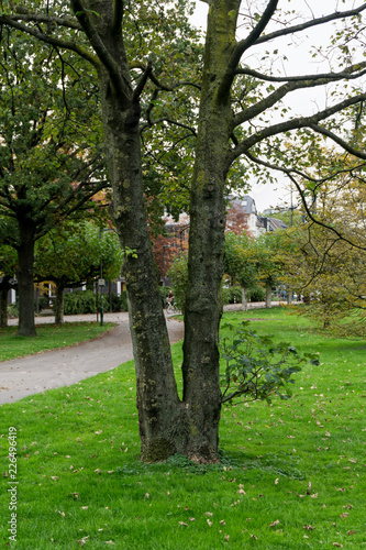 trees in the park © rninov