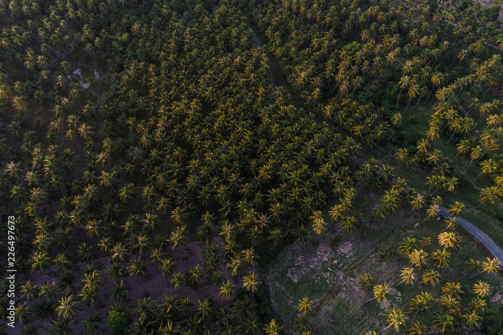 Coconut plantation field aerial view