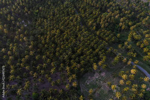 Fototapeta Naklejka Na Ścianę i Meble -  Coconut plantation field aerial view