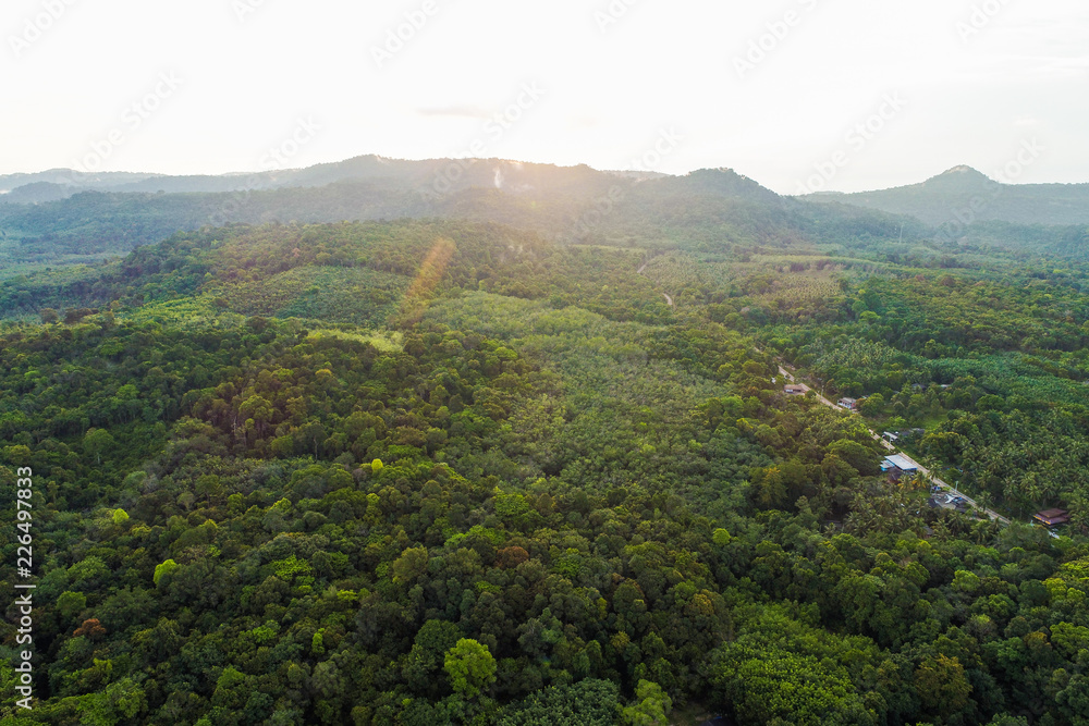 Green tree tropicl rainforest on island aerial view in morning