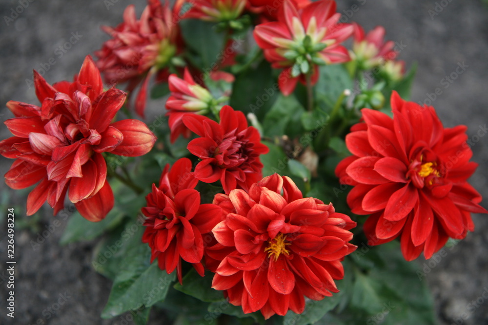 red flowers in garden red flowers in garden