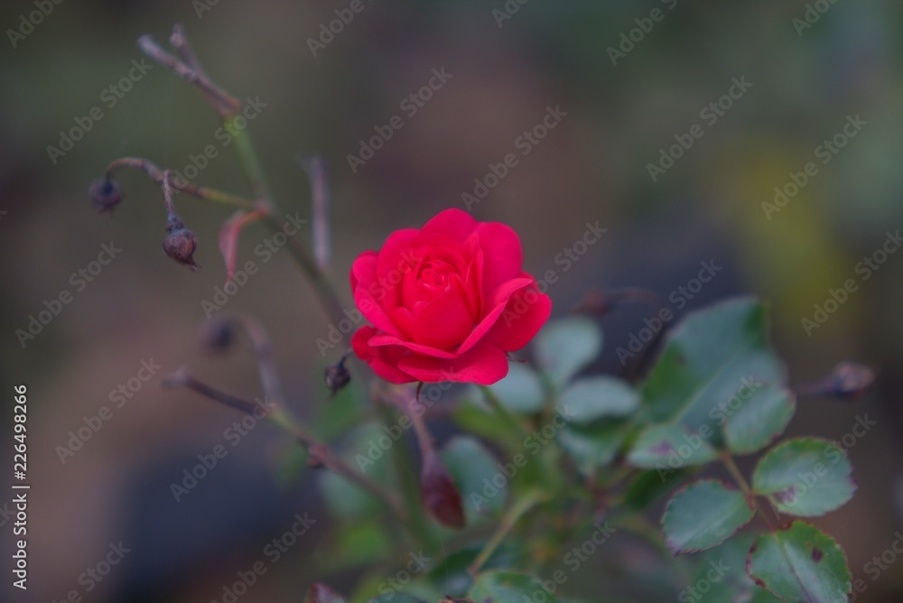 Obraz premium pink rose in the garden