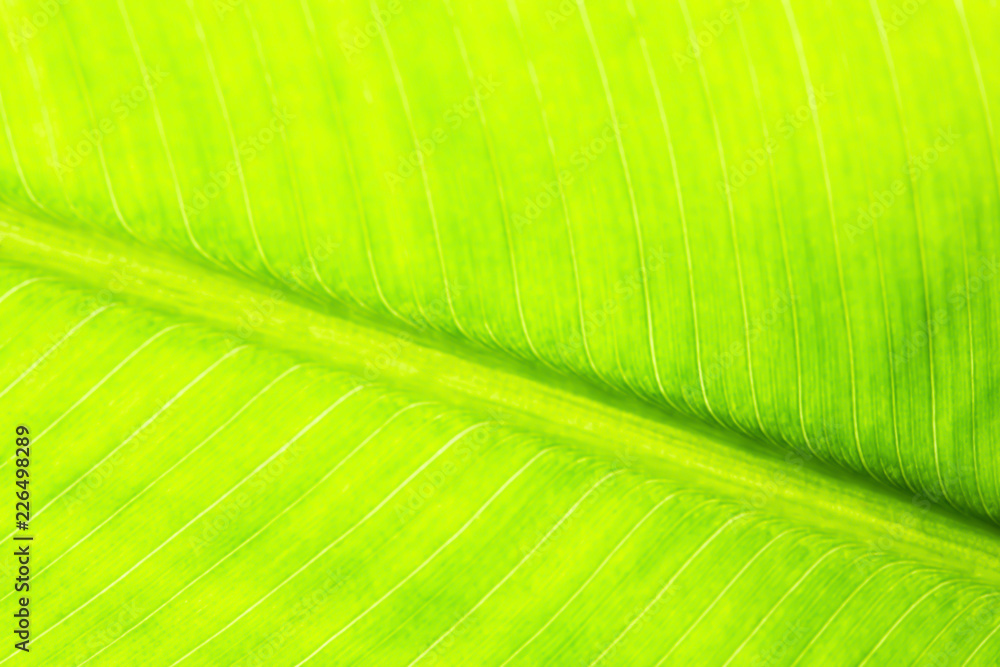 Green Leaves background green, leaf, macro, zoom , Green Leaves background green, leaf, macro, zoom ,
