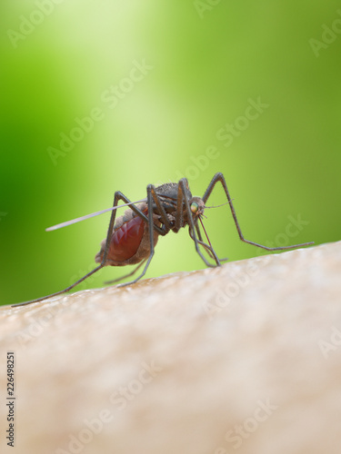 3d rendered medically accurate illustration of a mosquito biting