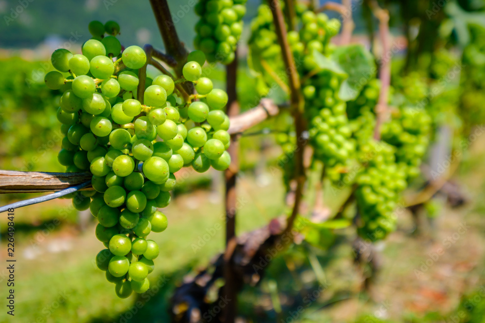 Ripe white grapes at vineyard in Switzerland