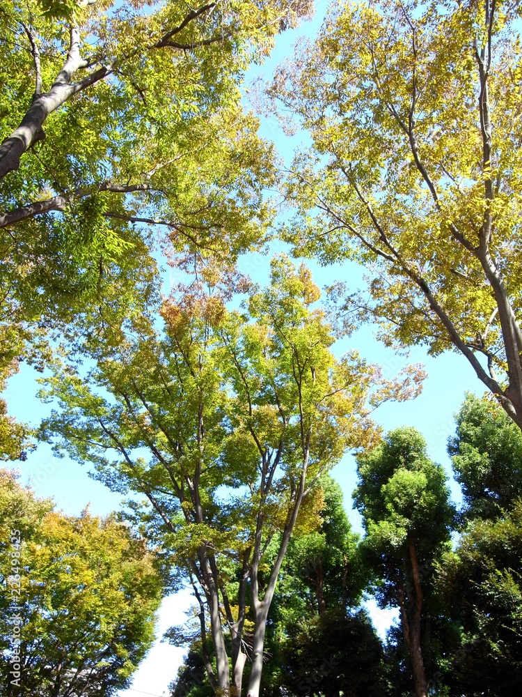 Obraz premium 色づき始めた欅