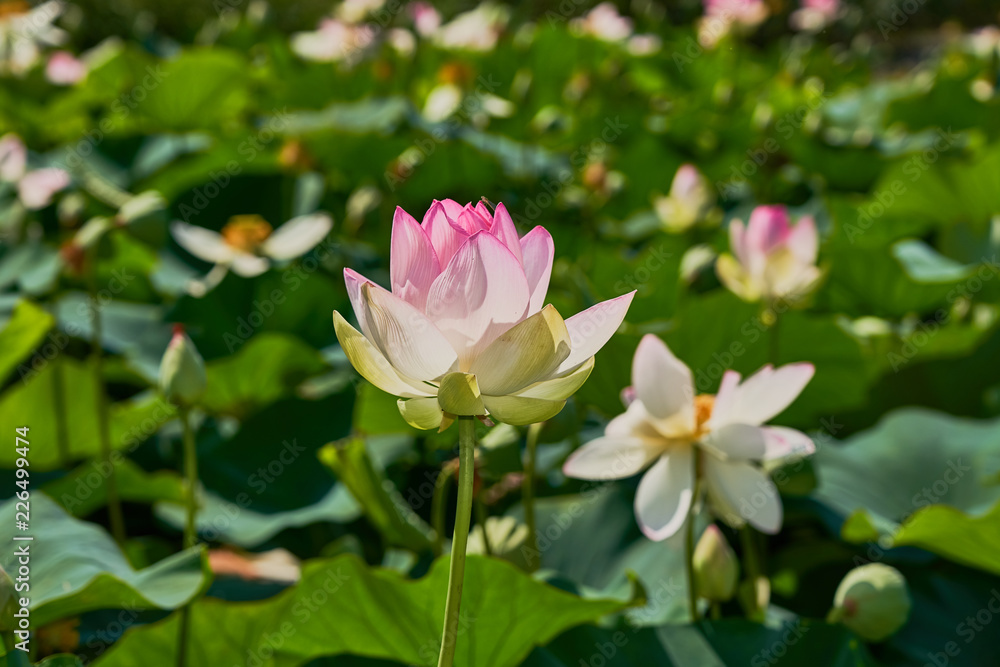 Delicate pink lotus flower rises above a lot of green leaves and lotuses. Sunny day. Great concept for any subject.