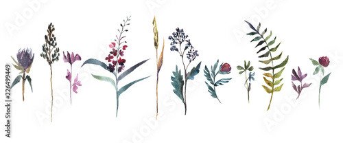 Watercolor illustration. Collection of field flowers. Herbs watercolor set.