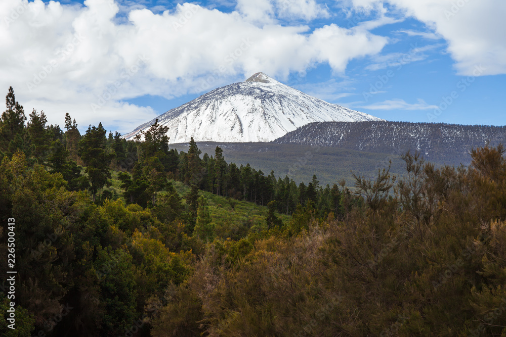 Scenic view of snow volcano mountain El Teide and coniferous forestin in winter