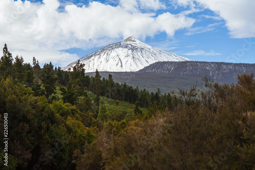 Scenic view of snow volcano mountain El Teide and coniferous forestin in winter