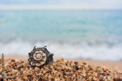 Helically coiled sea shell on the beach in front of blue water; Beach vacation; Free space for your text. photo