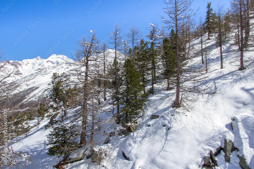 Pine Trees in Winter Mountains of the Switzerland Pine Trees in Winter Mountains of the Switzerland