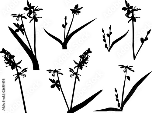 garden bluebell silhouettes on white background