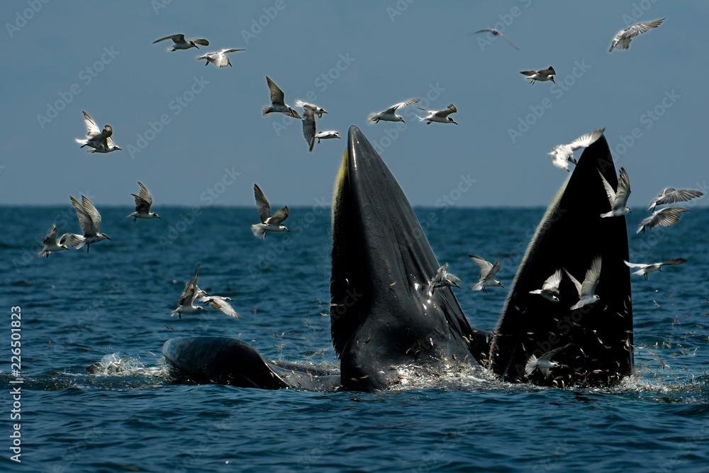 Fototapeta premium Bryde's Whales (Mother and Son) poluje na krewetki w morzu. To zdjęcie zostało zrobione w Tajlandii.
