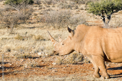 White rhino in Namibia