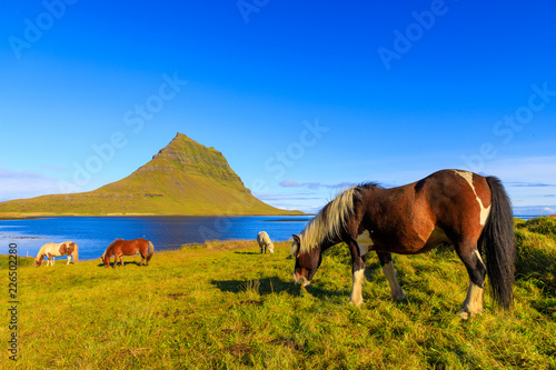 Green mountain & horses