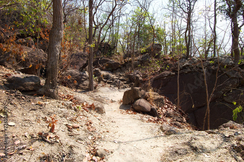 Wallpaper Mural Walkway in the dipterocarp forest at the mountain, Op Luang National Park, Hot, Chiang Mai, Thailand. Hot weather and arid. Torontodigital.ca