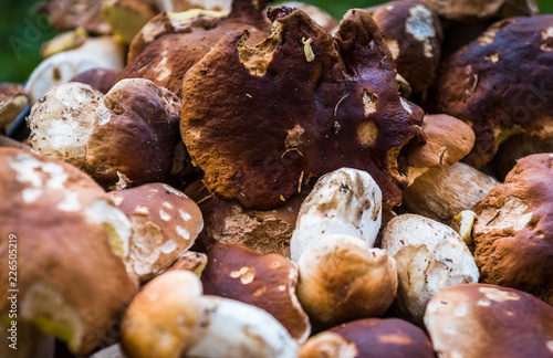 Fototapeta Naklejka Na Ścianę i Meble -  Boletus Edulis,  penny bun or porcino is wild edible mushroom.