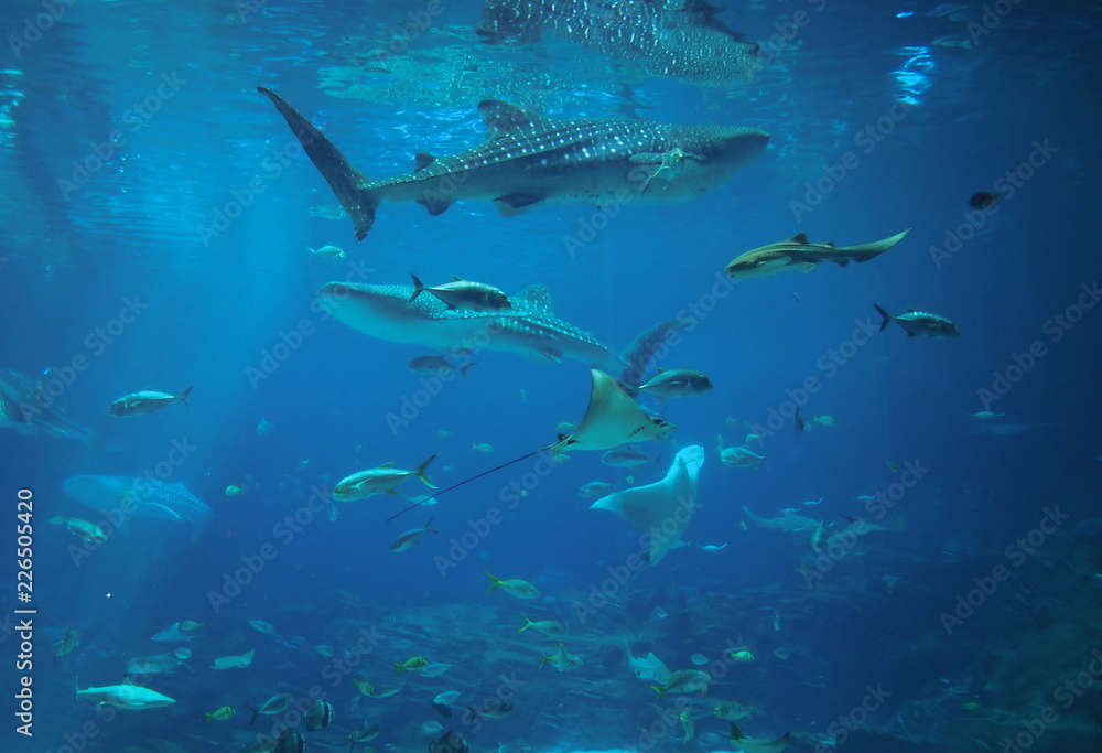 Fototapeta premium ジョージア水族館のジンベエザメ