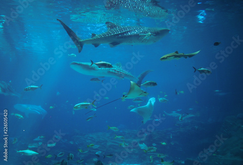 ジョージア水族館のジンベエザメ