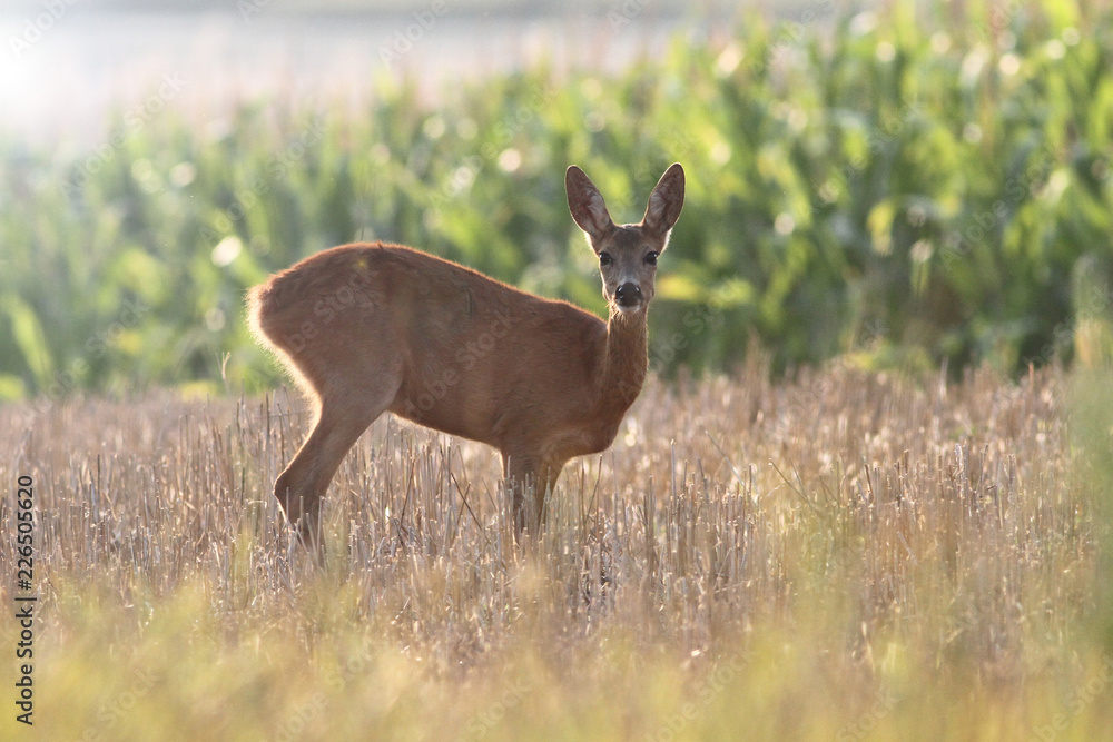 Female of roe deer is watching in corn field Female of roe deer is watching in corn field