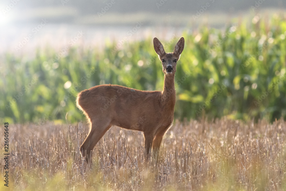 The curious roe deer in corn field The curious roe deer in corn field