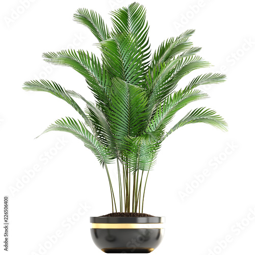 Howea palm in a pot on a white background	