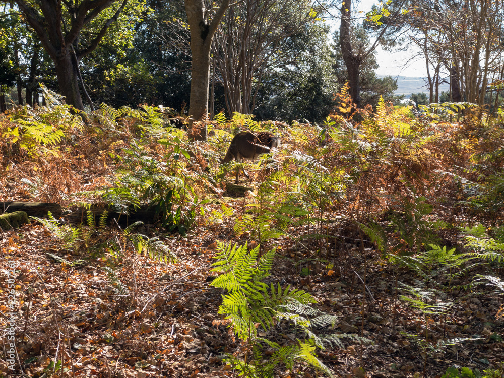 Fototapeta premium Brownsea Island