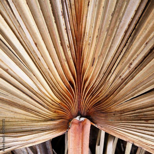 Dried palm tree pattern
