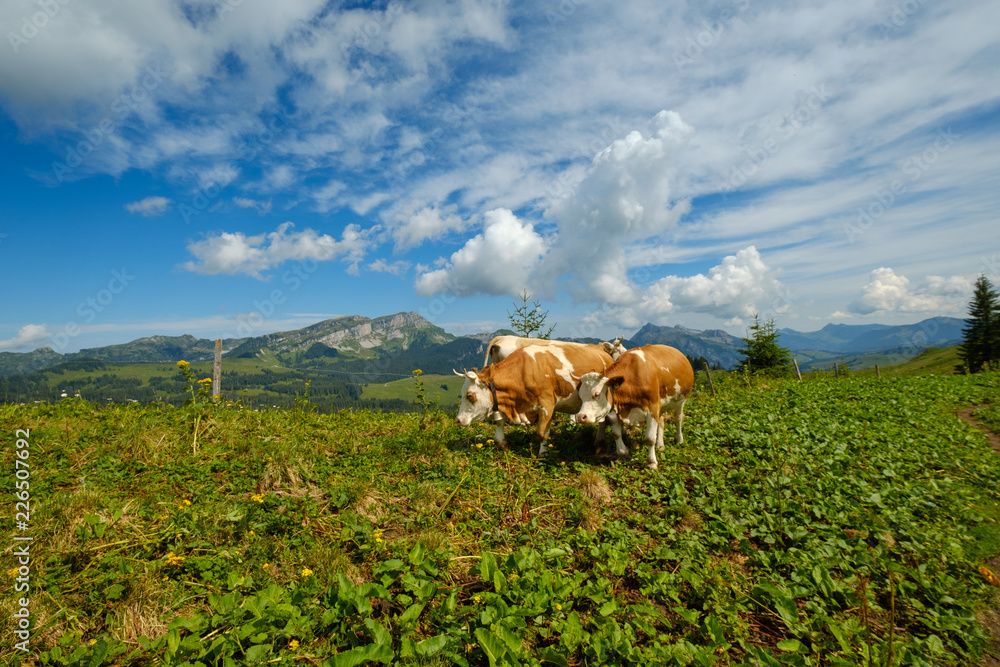 Small herd of cows graze in the Alpine meadow in Switzerland Small herd of cows graze in the Alpine meadow in Switzerland