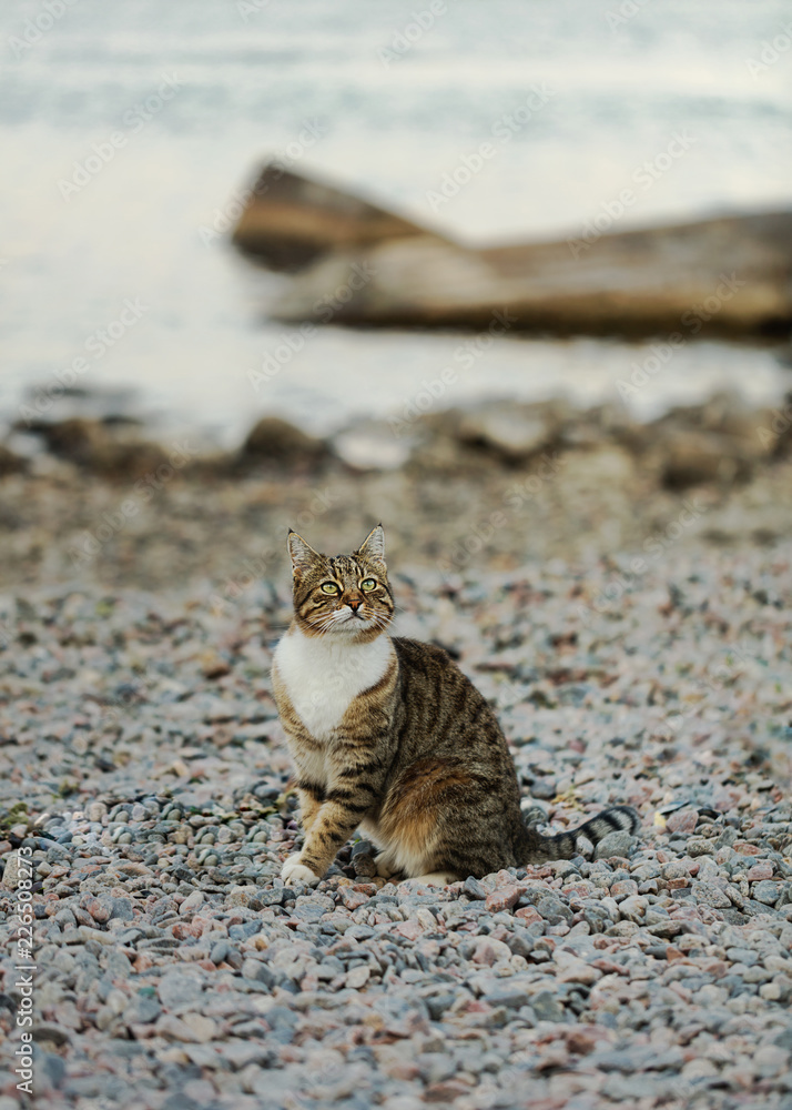 Funny grey cat on the beach against the sea. Funny grey cat on the beach against the sea.