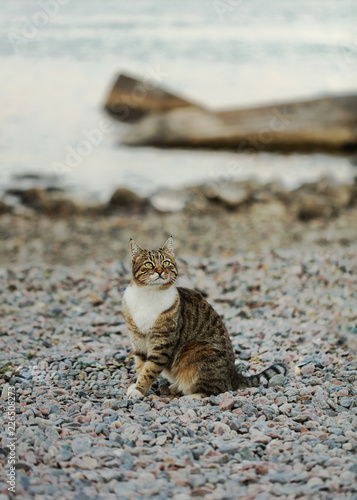 Fototapeta Naklejka Na Ścianę i Meble -  Funny grey cat on the beach against the sea.