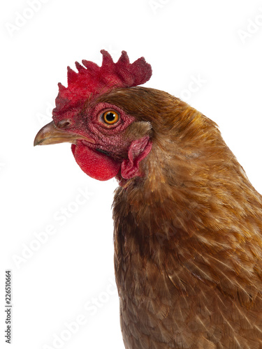 Head shot of brown Barnevelder chicken hen standing side ways looking straight ahead isolated on white background