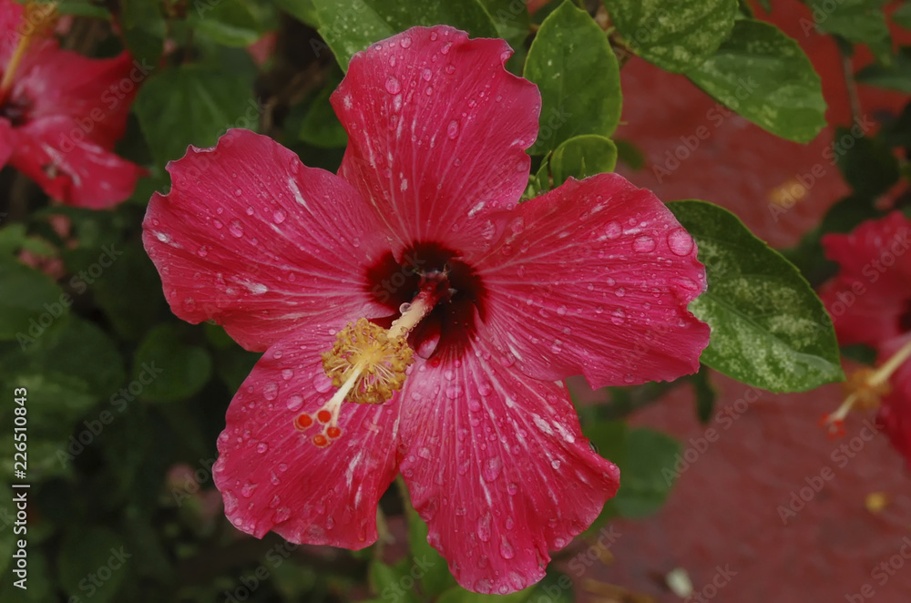 Hibiscus flower displaying the Petals, Style, Stigma, and Anthers