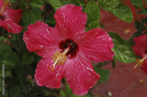 Hibiscus flower displaying the Petals, Style, Stigma, and Anthers prominently. Sepals of the Calyx (in the flower) are hidden behind the petals while they are seen nearby of a fallen flower.