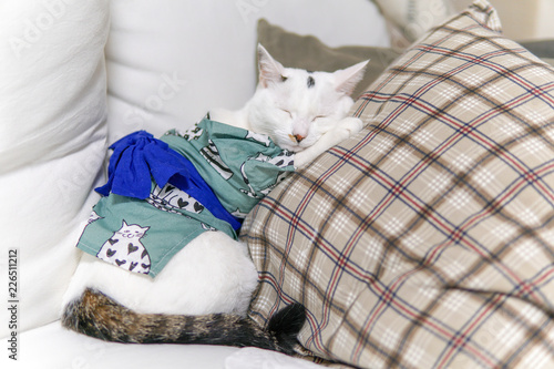 Obraz na plátně Cat wearing a yukata