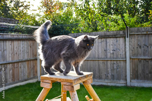 Large, male, pedigree, blue Main Coon cat standing on cat tree in garden.