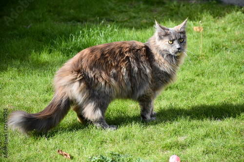 Beautiful long haired, female, Tortoiseshell, blue smoke, pedigree, Main Coon cat, standing on grass.