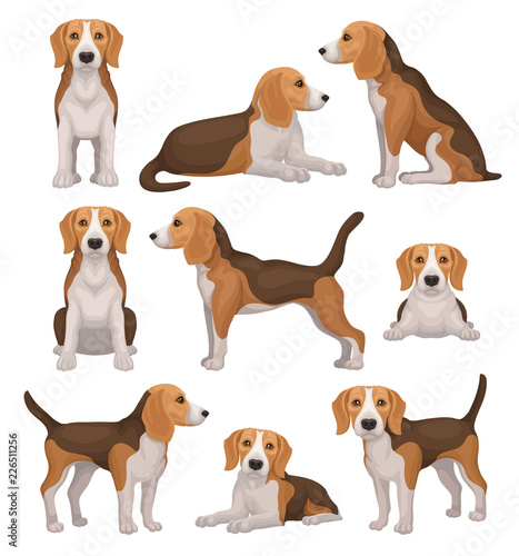 Flat vector set of beagle dog in different poses. Small hunting dog with brown-white coat and long ears. Puppy with cute muzzle photo