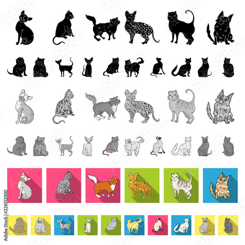 Breeds of cats flat icons in set collection for design. Pet cat vector symbol stock web illustration.