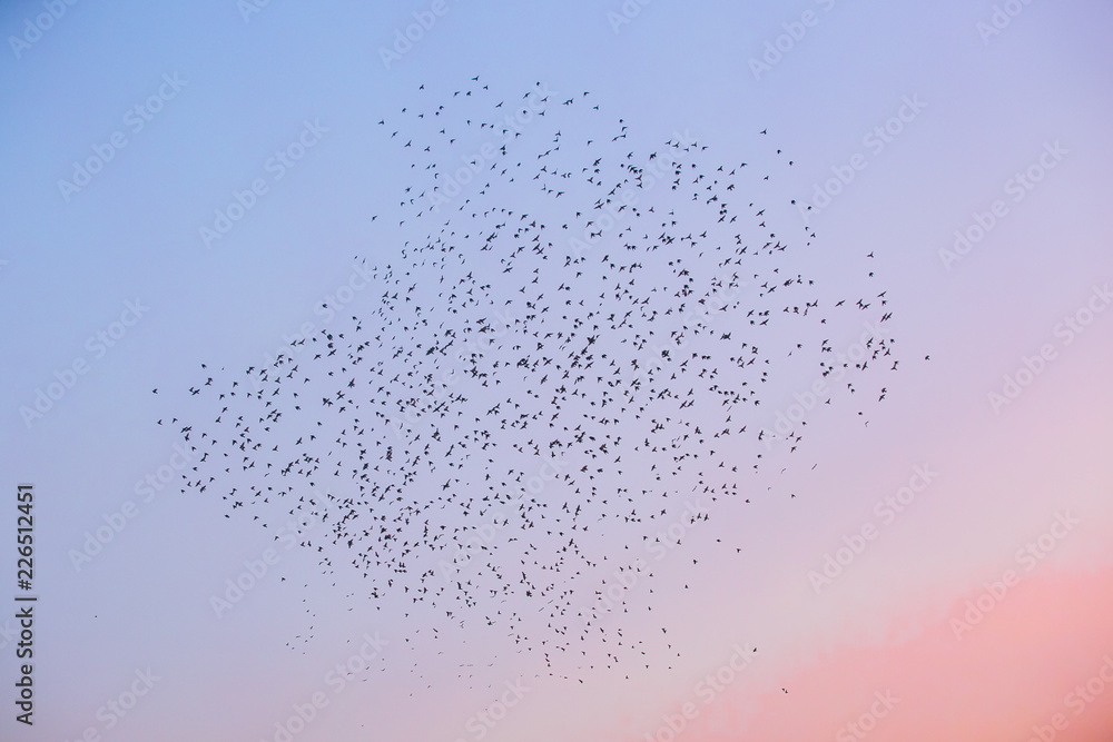 Flock of migrating birds, starlings, flying over a pink and pale blue sunset sky, making a shape or pattern