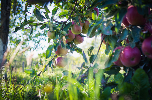 Country autumn landscape. Apple garden and sunny evening