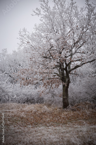 Frosty forest