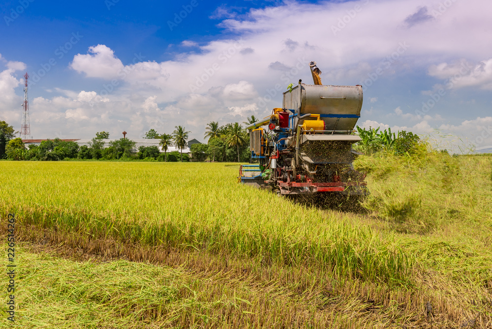 Fototapeta premium Farmers are harvesting rice by tractor