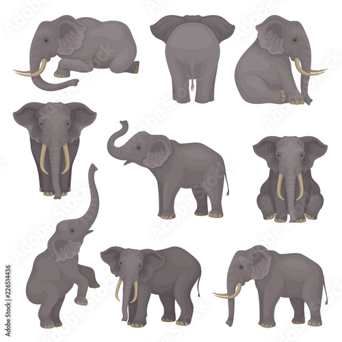 Flat vector set of elephants in different poses. African of Asian animals with large ears and long trunks. Wildlife theme