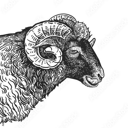 Realistic portrait of farm animal Ram. Vintage engraving. Black and white hand drawing. Vector