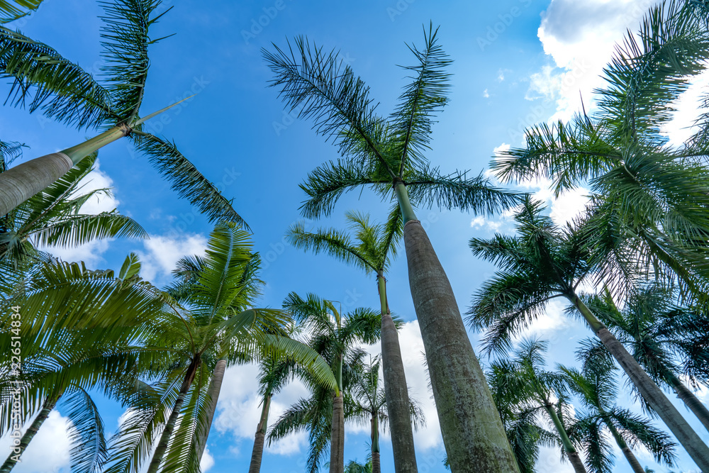 Fototapeta premium palm tree and blue sky