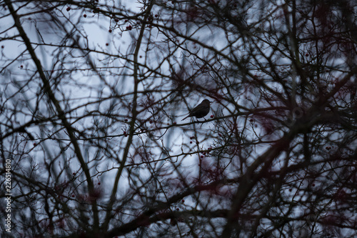 bird hiding in bush photo