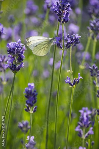 Fototapeta Naklejka Na Ścianę i Meble -  Lavendel und Schmetterling